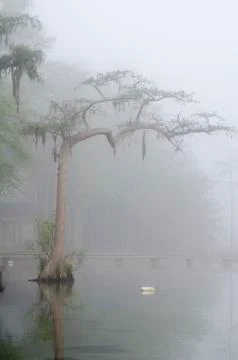 Cypress tree in a lake Stock Photos