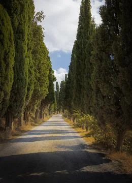 Cypress tree lined driveway Foto stock