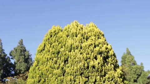 Cypress tree moving in the wind on blue sky background 库存影片 170115067