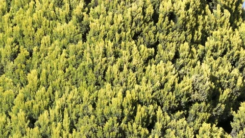 Cypress tree moving in the wind on blue sky background 库存影片 170115190