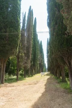 Cypress tree path Foto stock