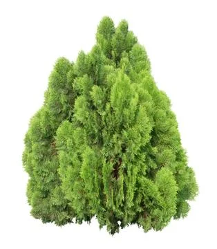 Cypress tree Stock Photos