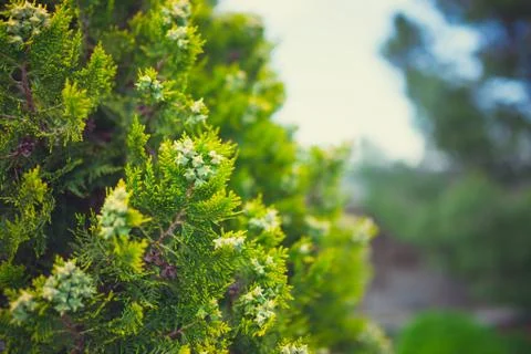 Cypress tree Stock Photos