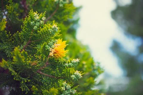 Cypress tree Stock Photos