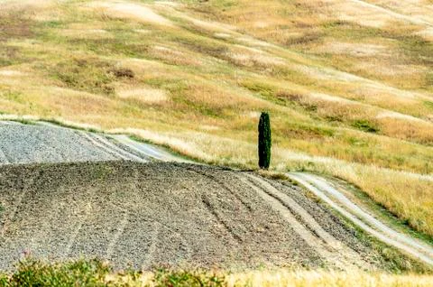 The Cypress tree Stock Photos