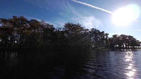 Cypress Tree on river Stock Footage 111268655