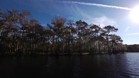 Cypress Tree on river Stock Footage 111268700