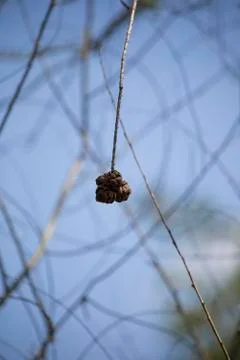 Cypress Tree Seed Stock Photos