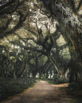 Cypress tree tunnel in East Java Stock Photos