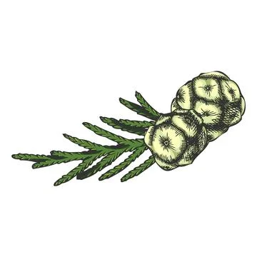 Cypress tree twig with cones hand drawn vector illustration, evergreen plant Stock Illustration