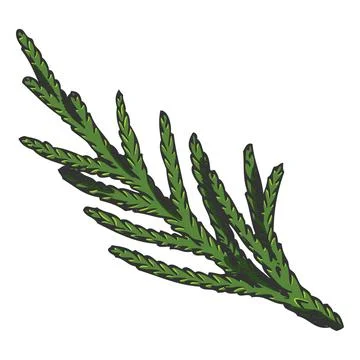 Cypress tree twig hand drawn vector illustration, conifer evergreen plant Stock Illustration