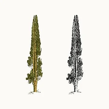 Cypress tree in vintage style. The national symbol of Greece. Hand drawn Stock Illustration