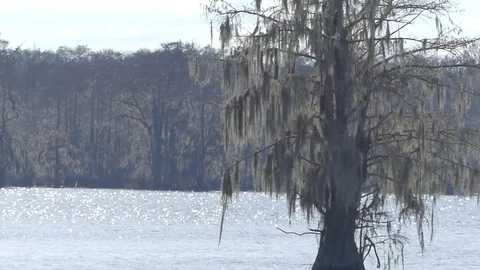 Cypress Tree in Water with Moss Видео 71177122