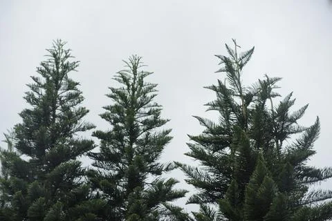 Cypress tree with white background Stock Photos