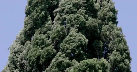 Cypress tree in the wind Stock Footage 132370822
