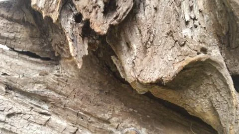 Cypress Tree Wood Stock Photos