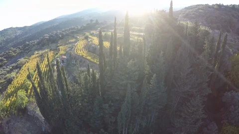 Cypress trees against the sunlight Video stock 127009901