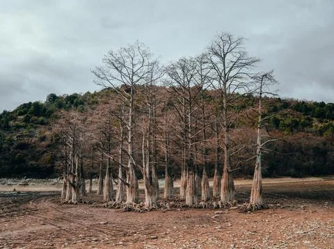 Cypress trees with bare roots stand on the lawn, unusual landscape trees. Stock Photos