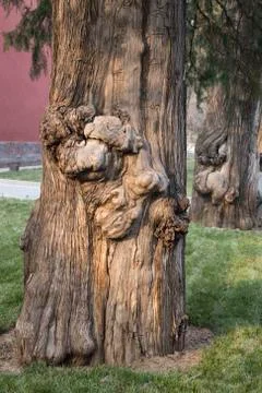 Cypress Trees in Beijing Stock Photos