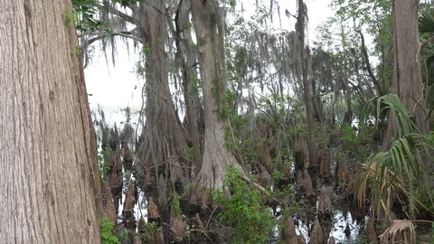 Cypress trees in Florida Stock Footage 87303922