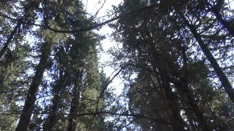 Cypress Trees in front of the Sun Видео 62745023