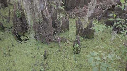 Cypress Trees Ground up swamp to the Sky Stock Footage 232909688