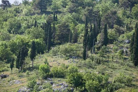 Cypress trees on a hill Stock Photos