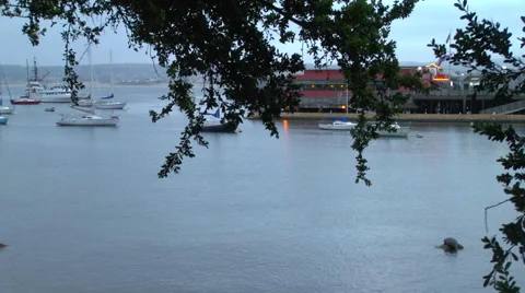 Cypress Trees Line the Top in Front of the Wharf Video stock 50061109