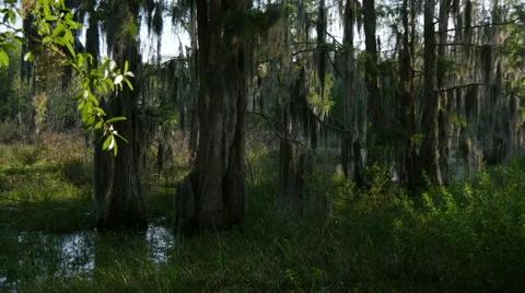 Cypress Trees Marshy Stock Footage 49456744