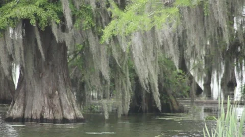 Cypress trees with moss Video stock 49469906