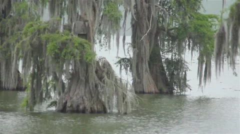 Cypress trees with moss handing from them over lake Video stock 49469923