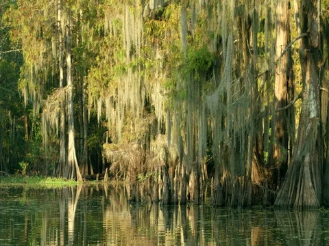 Cypress trees moss movement sunset sunrise Florida Alabama Mississippi river Stock Footage 74982147