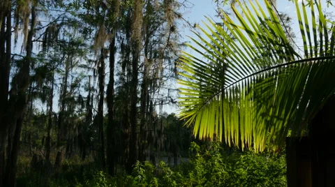 Cypress Trees Palm Frond Stock Footage
