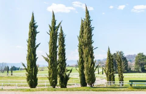 Cypress trees. Stock Photos