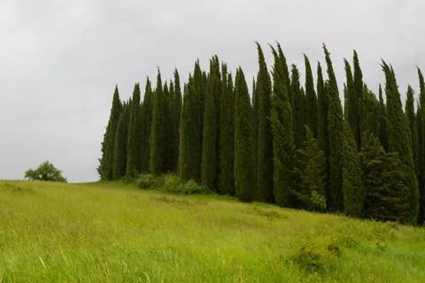 Cypress Trees Stock Photos