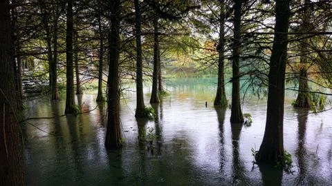 Cypress Trees. Stock Photos