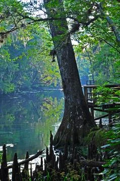 Cypress Trees Reflecting in Manatee Spring Stock Photos