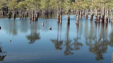 Cypress trees reflecting like a mirror on a lake in the fall Stock Footage 161924462