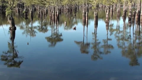 Cypress trees reflecting like a mirror on a lake in the fall Stock Footage 161924466
