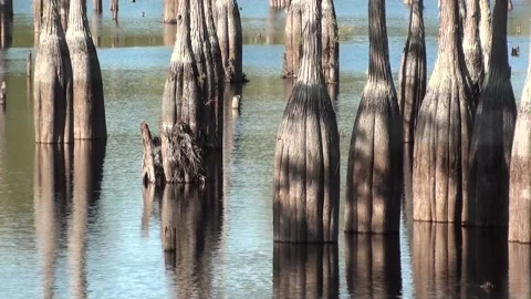 Cypress trees reflecting like a mirror on a lake in the fall Stock Footage 161924476