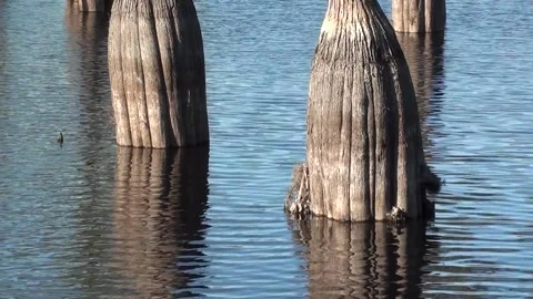 Cypress trees reflecting like a mirror on a lake in the fall Stock Footage 161927979