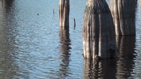 Cypress trees reflecting like a mirror on a lake in the fall Stock Footage 161927981