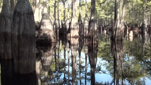 Cypress trees reflecting like a mirror on a lake in the fall Stock Footage 161977143