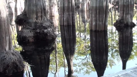 Cypress trees reflecting like a mirror on a lake in the fall Stock Footage 161977147