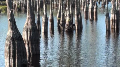 Cypress trees reflecting like a mirror on a lake in the fall Stock Footage 161977203
