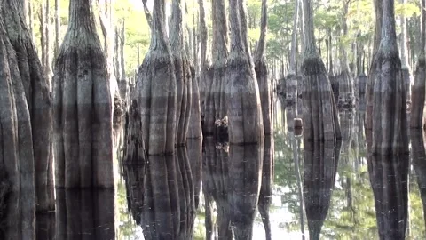 Cypress trees reflecting like a mirror on a lake in the fall Stock Footage 161983059
