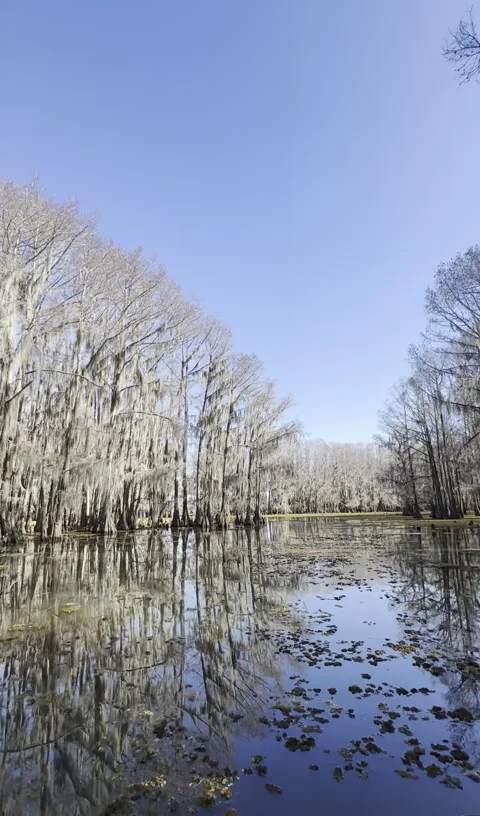 Cypress Trees with Spanish Moss Reflected on Caddo Lake, Texas at Sunrise Video stock 342159877