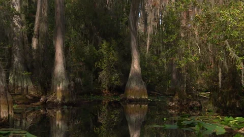 Cypress trees with Spanish moss reflecting in the Okefenokee Swamp water Stock Footage 341848355