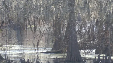 Cypress Trees in Water Video stock 71177200