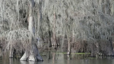 Cypress Trees on Water with Moss Video stock 71178265
